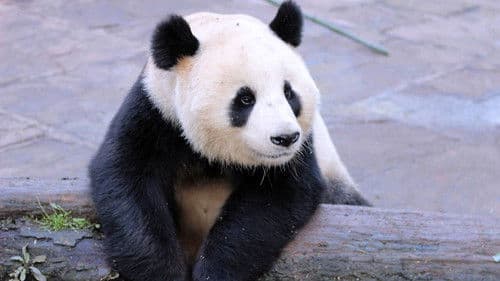 Wild About Pandas Bild 1