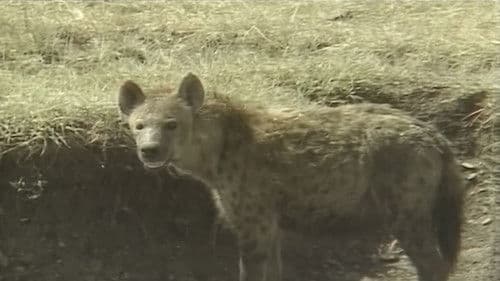 アフリカ動物パズル Bild 8