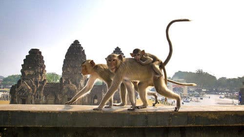 Cities: Nature's New Wild Bild 7