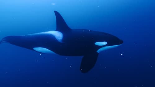 고래와 나 Bild 2