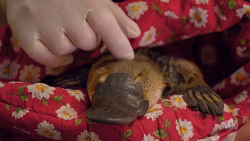 Der Schnabeltier-Schutzengel Bild 1