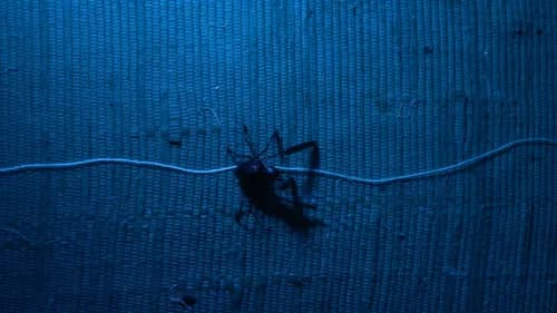 Aracne (ou a araña que non podía tecer) Bild 1