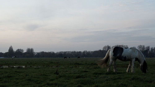 Port Meadow Bild 5