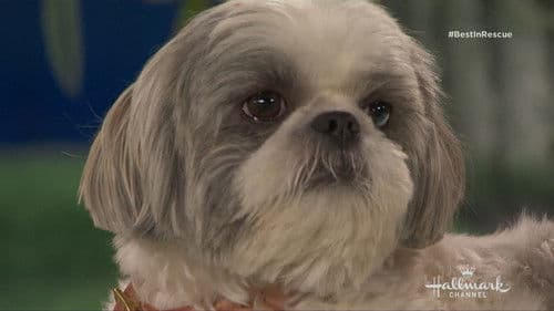 The 2018 American Rescue Dog Show Bild 6