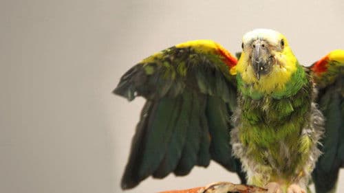 Dr. T, Lone Star Vet Bild 5