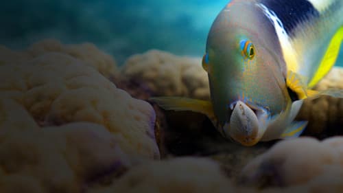 Unser blauer Planet II Bild 5