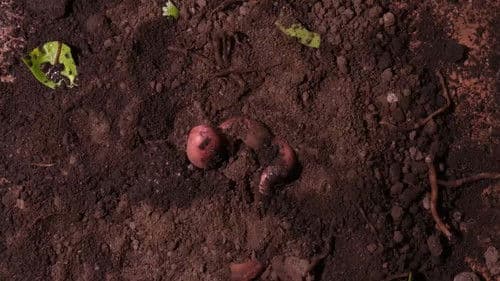 Eles Não nos Deixam ver o Sol Bild 6