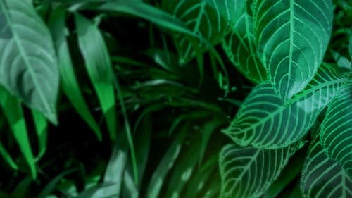 Anna und die wilden Tiere Bild 1