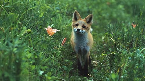 Der Gletscherfuchs Bild 1
