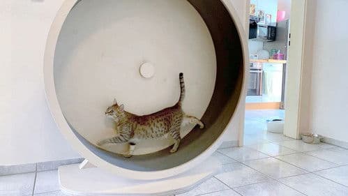 Das geheime Wesen der Katzen Bild 1