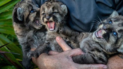 Die Rückkehr des Pumas Bild 3