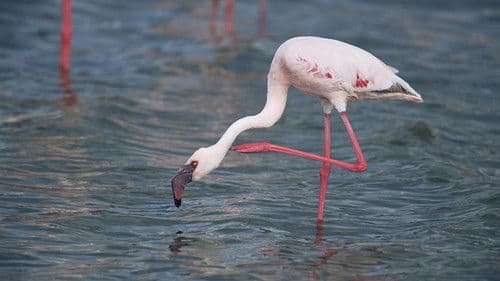 Wild South America Bild 1