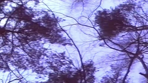 官能の森の美女 Bild 7