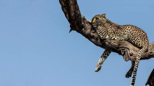 Die Natur der Katzen Bild 1