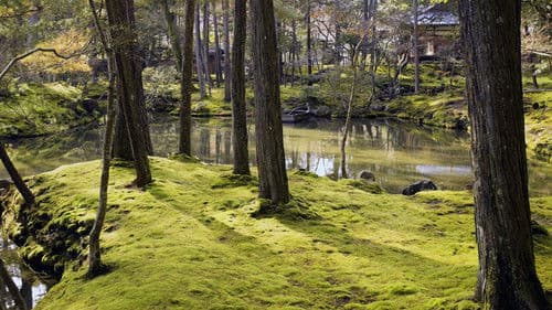 Moose, unscheinbare Helden Bild 7