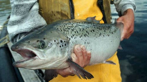 Fish: Farming in Troubled Waters Bild 1