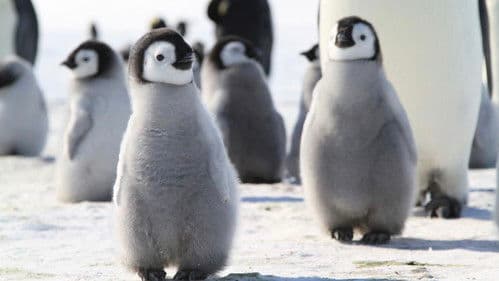 Pengi und Sommi - Die neue Reise der Pinguine Bild 1