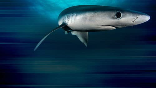 Das Turnier der Haie Bild 6