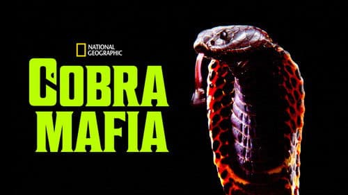 Cobra Mafia Bild 6