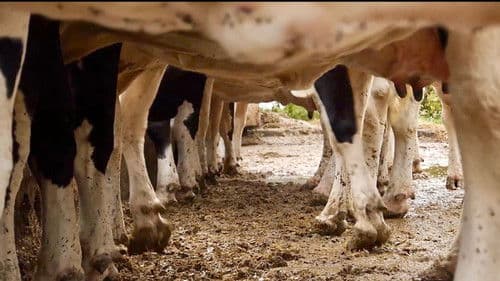 Les vaches n'auront plus de nom Bild 1