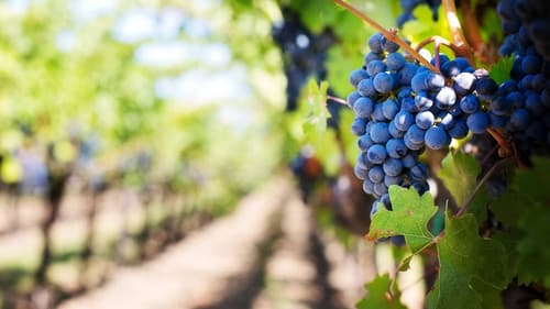 Harvesting the Land Bild 2