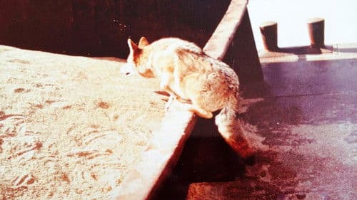 The Nashville Coyote Bild 1