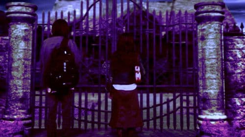 St. Johns Wort Bild 4