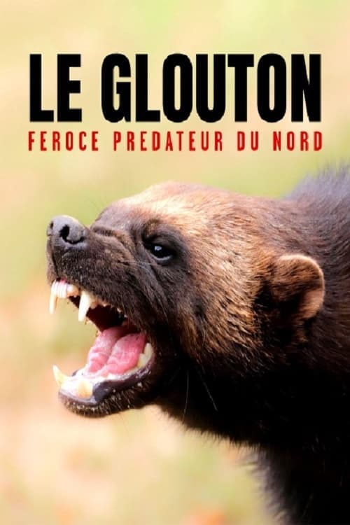 Le glouton, féroce prédateur du Nord