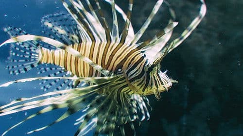 ナナイロの水槽 Bild 1