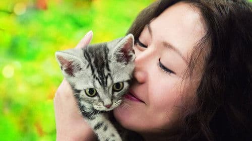 Gou Gou, The Cat Bild 4