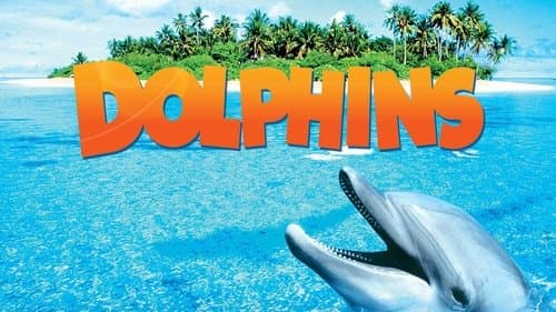 Dolphins Bild 1