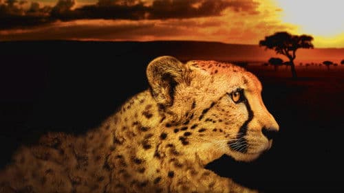 Afrikas tödlichste Jäger Bild 3