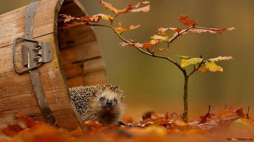 Le voyage épique d'un hérisson Bild 1