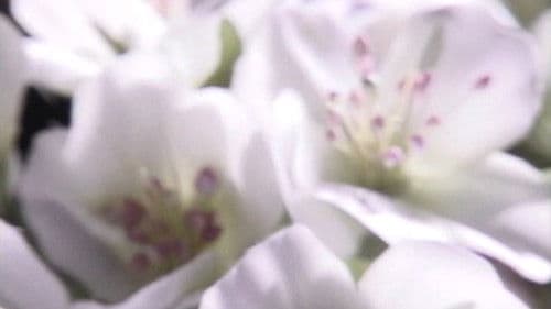 オフィーリアの愛読書 Bild 3