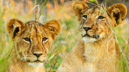 Gorongosa: Paradise Reborn Bild 6