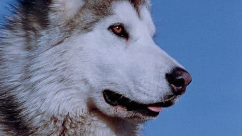 Nikki, Held des Nordens Bild 3