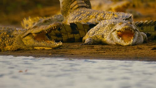 Hippo vs. Kroko Bild 4