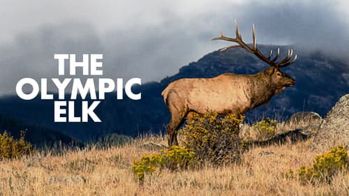 The Olympic Elk Bild 2