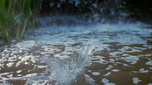 Der Froschkönig Bild 6