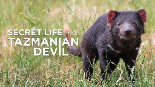 Secret Life Of The Tasmanian Devil Bild 6