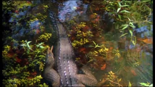 Everglades - Im Reich der lebenden Dinosaurier Bild 2
