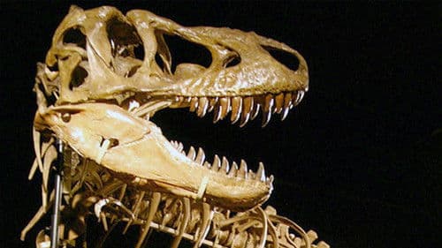 Bones: Auf der Jagd nach Dino-Fossilien Bild 2