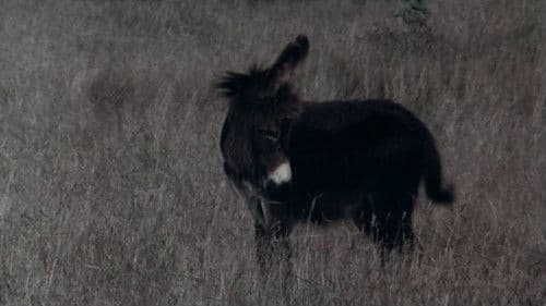 കുമ്മാട്ടി Bild 4