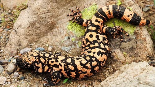 Tierische Jäger Bild 3