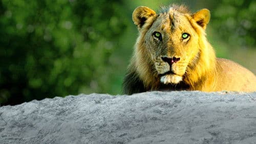 Afrikas Jäger Bild 8