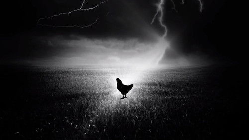 Hellige Høne Bild 1