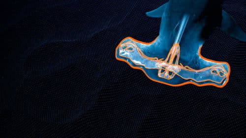 Hammerhaie Hautnah Bild 6