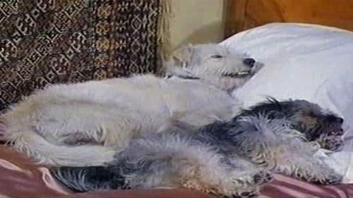 Барбос в гостях у Бобика Bild 2