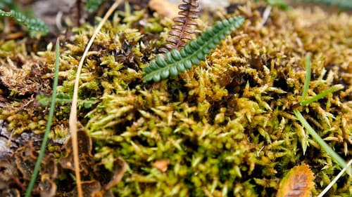 Gombrowicz o La inmadurez Bild 1