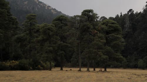 Pradera Bild 4